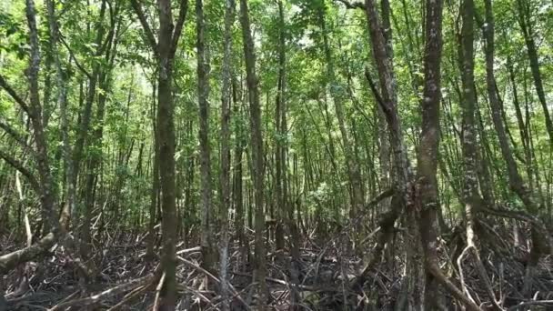 Wide Angle Pan Tilt Shot Dense Mangrove Forest — стоковое видео