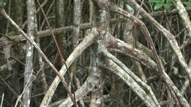 Gros Plan Des Racines Mangrove Dans Eau — Video