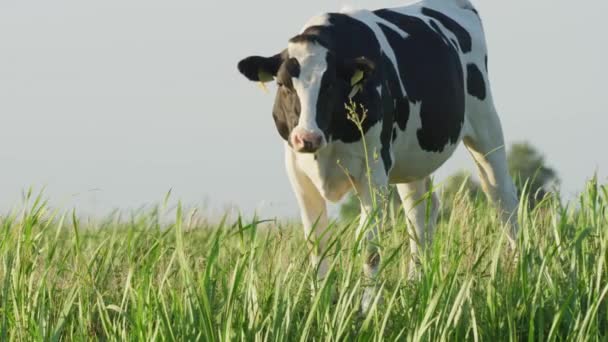 Vaca Holandesa Olhando Câmera Enquanto Pastando Sozinha Prado Verde Exuberante — Vídeo de Stock