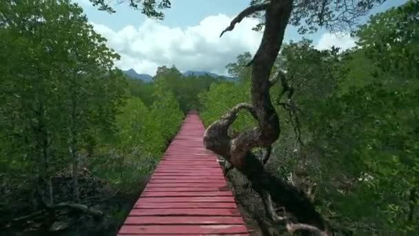 Manguezal Floresta Com Uma Caminhada Bordo Para Turismo Ecológico Turismo — Vídeo de Stock