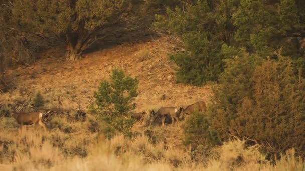 Herd Deer Walk Meadow Looking Food Colorado — 비디오