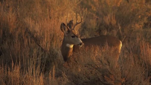 Deer Looks Looks Directly Camera — стоковое видео