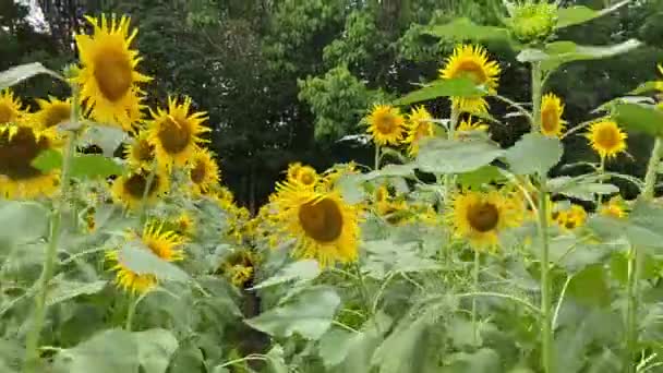 Πεδίο Sunflower Στην Επαρχία Alajuela Στην Κόστα Ρίκα — Αρχείο Βίντεο