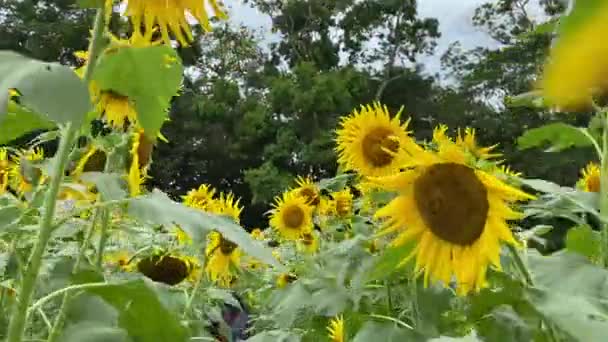 Πεδίο Sunflower Στην Επαρχία Alajuela Στην Κόστα Ρίκα — Αρχείο Βίντεο