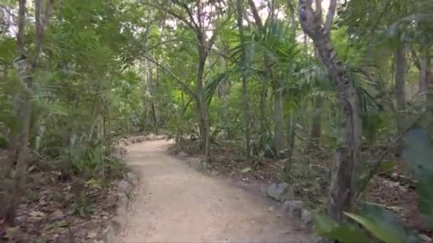 Walking Track Path Jungle Cenote Tulum Mexico — стокове відео