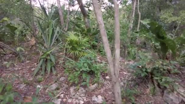 ジャングルを歩くと トゥルムメキシコの中心部に到着します — ストック動画