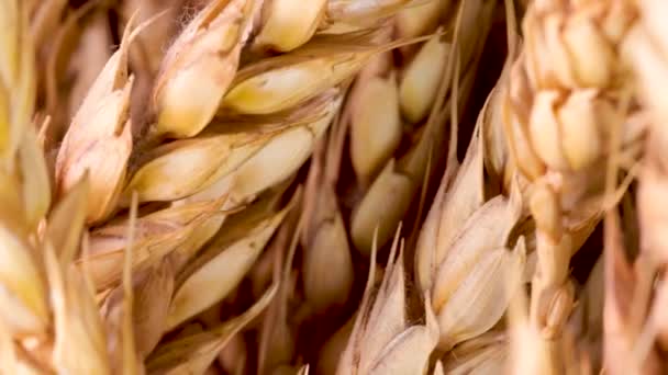 回転する小麦の耳のクローズアップ 4Kで撮影されたマクロ — ストック動画
