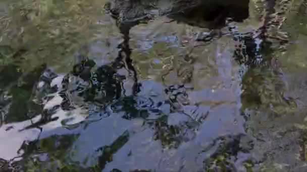 Tilt Shot Water Ripples Jungle Surrounding Cenote Tulum México — Vídeo de stock