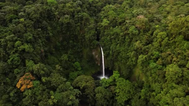 Focused Huge Incredible Waterfall Flowing Dense Rainforest Environment — стоковое видео