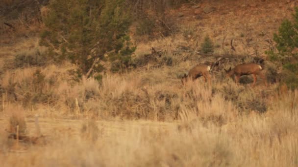 Family Deer Approach Small Pond Looking Food Water Colorado Tall — Stock Video