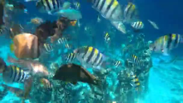 Hermoso Parque Submarino Gili Meno Indonesia Con Peces Tropicales Colores — Vídeos de Stock