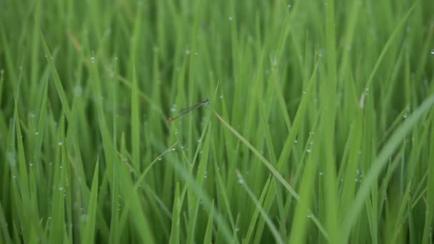 Needle Dragonfly Zygoptera Also Called Damselfly Leaves Rice Drops Dew — Video