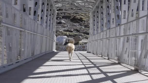Downcast Dog Crossing Bridge Alone Sunny Day Gimbal Low Pov — Vídeo de Stock