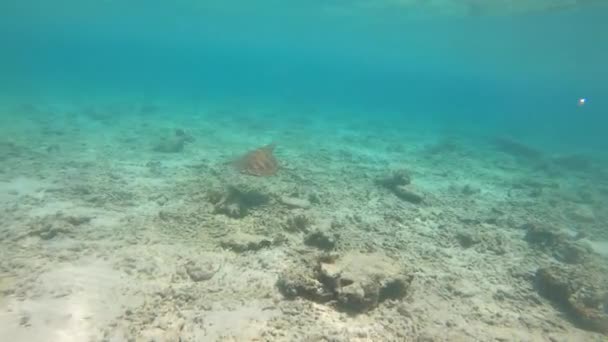 Marine Life Tropical Turtle Wild Nature Sea Turtle Slowly Swiming — Vídeo de Stock