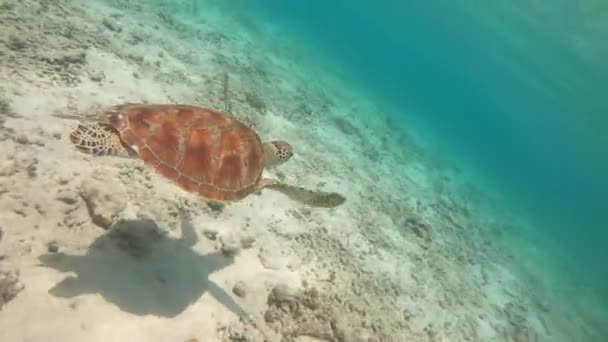 Meeresleben Tropische Schildkröten Wilder Natur Meeresschildkröte Schwimmt Langsam Blauen Wasser — Stockvideo