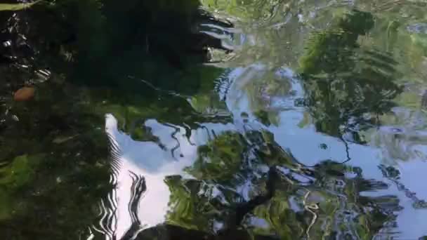 Gros Plan Sur Réflexion Sur Eau Cenote Tulum Mexico Ondulations — Video