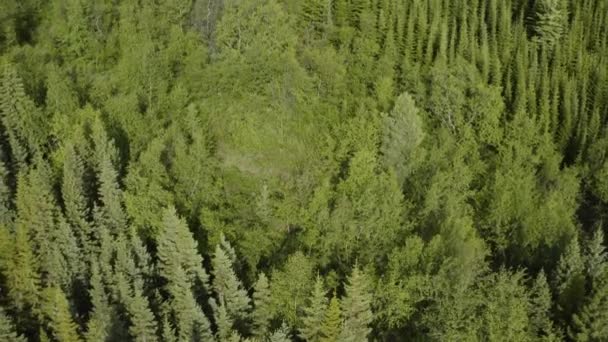 Aerial Birch Treetops Vaglaskogur Forest Iceland Rising Tilt — Stockvideo