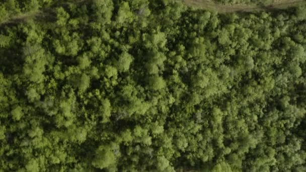 Aerial Birch Treetops Vaglaskogur Forest Iceland Top Forward — Stockvideo