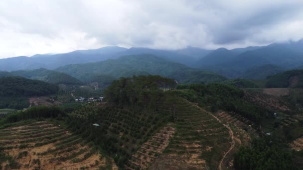 Enormes Terrenos São Limpos Floresta Para Produzir Madeira Problema Desflorestação — Vídeo de Stock