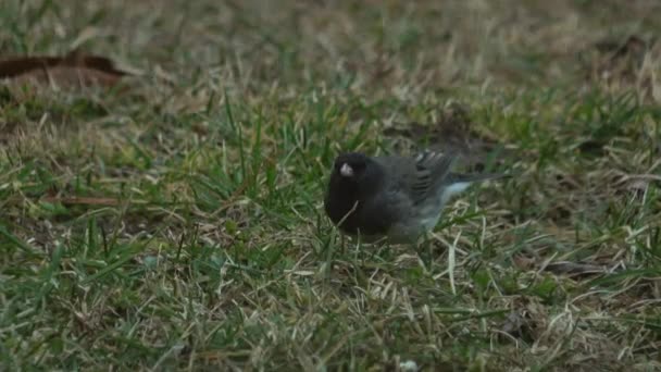 Kleine Vogel Eet Uit Het Gras Een Achtertuin — Stockvideo