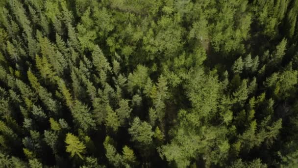 Aerial アイスランドのVaglaskogur森林の白樺の木 傾斜を下げる — ストック動画