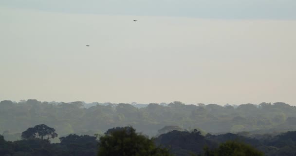 Two Yellow Headed Turkey Vultures Soar Tambopata National Reserve Slow — Stock Video