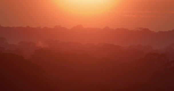 Narancs Fénye Napkelte Színek Tambopata Nemzeti Reserve Esőerdő Fénymásolási Hely — Stock videók