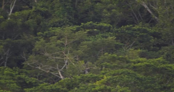 Red Bellied Macaw Flyger Genom Regnskog Tambopata National Reserve Peru — Stockvideo
