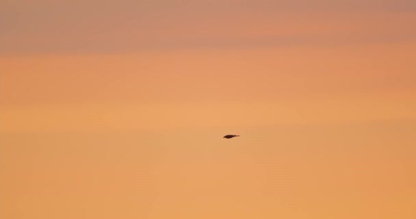 Bird Silhouetted Pastel Colored Sky Flies Tambopata National Reserve — Stock Video