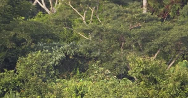 Pair Mealy Parrots Land Tree Blend Foliage Tambopata National Reserve — Wideo stockowe