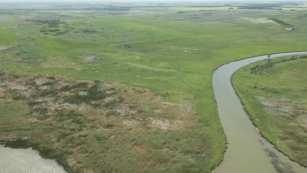 湿地や農地に囲まれた大きな巻き川を見下ろす空中 大きな白いペリカンが川の上を飛んでいる — ストック動画