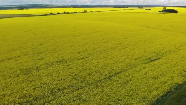 Aerial Moving Foreword Diagonally Vast Field Bright Yellow Canola Train — Stockvideo