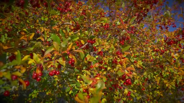 Tree Autumn Foliage Red Berry Fruits Branches Blown Cool Breeze — Vídeos de Stock