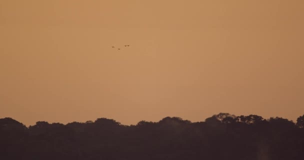4羽の鳥が夕暮れ時にタンボパタ国立保護区の熱帯雨林を飛ぶ ペルー — ストック動画