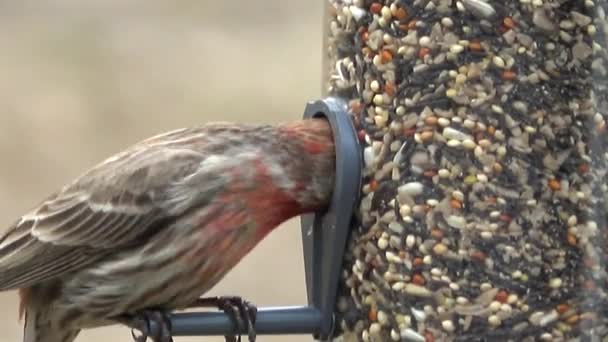 Close House Finch Standing Eating Backyard Bird Feeder — Video Stock
