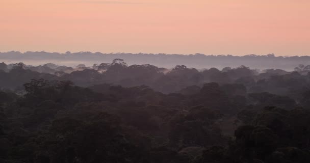 Tambopata Ulusal Rezerv Yağmur Ormanı Üzerinde Şafak Vakti Gökyüzünün Yumuşak — Stok video