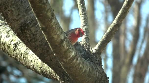 House Finch Sitting Tree Jumps — Video Stock