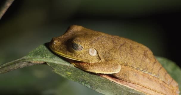 Rana Dell Albero Genere Osteocephalus Riposa Immobile Sulla Foglia Nella — Video Stock