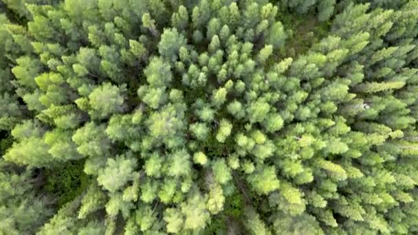 Drone Looking Straight Evergreen Forest Composed Many Shades Green — Stockvideo