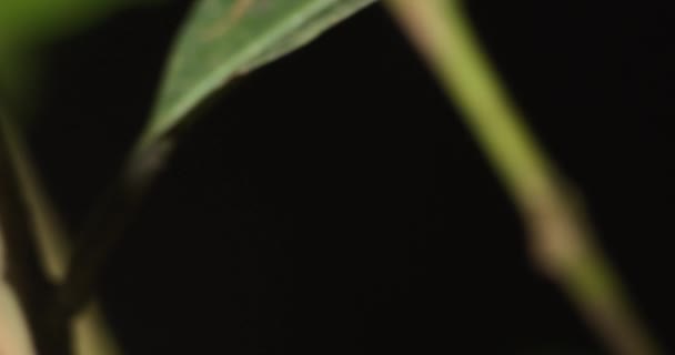 Schnelle Überkopfpfanne Für Kleinen Laubfrosch Auf Laub Amazonas Regenwald — Stockvideo