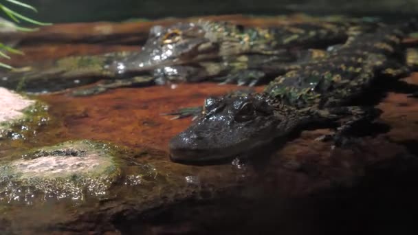 Small Reptile Lays Surface Water Undisturbed Museum Exhibit — Stockvideo