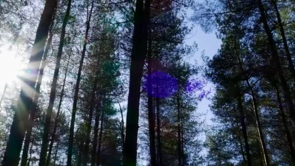 Sluneční Světlo Svítí Mezi Stromy Krásného Klidného Lesa — Stock video