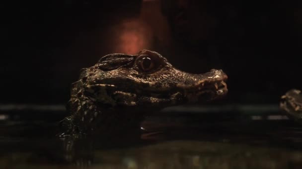 Des Images Rapprochées Petits Crocodiles Battant Surface Une Petite Piscine — Video