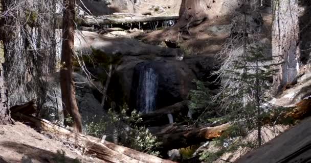 Små Vattenfall Genom Congress Trail Sequoia National Park — Stockvideo
