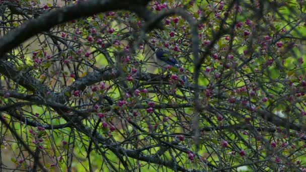 Blue Jay Bird Looking Food Tree Seeds — Vídeos de Stock
