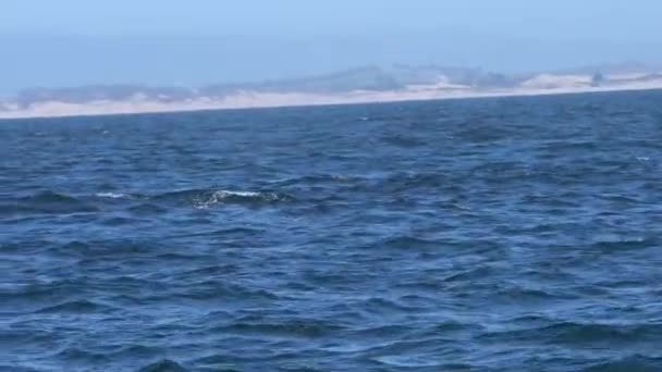 Spouting Humpback Whales Monterey Bay California — Stockvideo