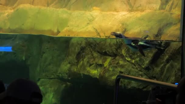 Penguin Swims Audience Peering Sea Life Museum Exhibit Penguin Dives — Video Stock