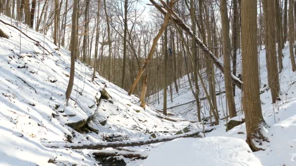 Pássaro Jay Azul Sentado Galho Seco Meio Floresta Durante Inverno — Vídeo de Stock