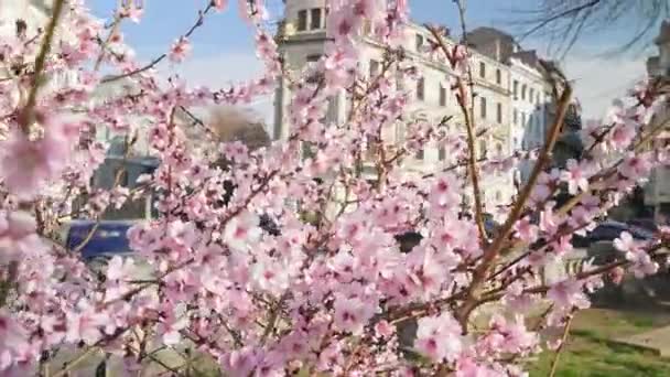 ブカレストの古い建物は 春の晴れた日にルーマニアのアテネの隣に改装される予定で 花は勝利通りの勝利に近いことがわかります4K 60Fps — ストック動画