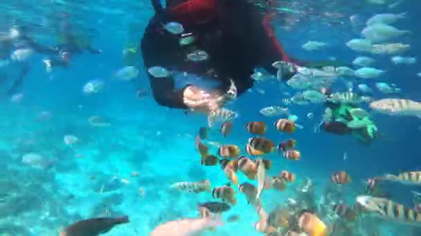 Підводні Кадри Дайвера Харчуються Різнокольоровими Морськими Рибами Тропічні Барвисті Підводні — стокове відео